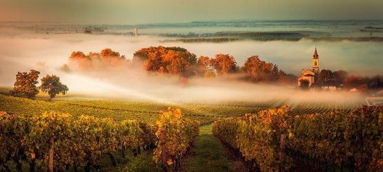 Bordeaux e i vigneti