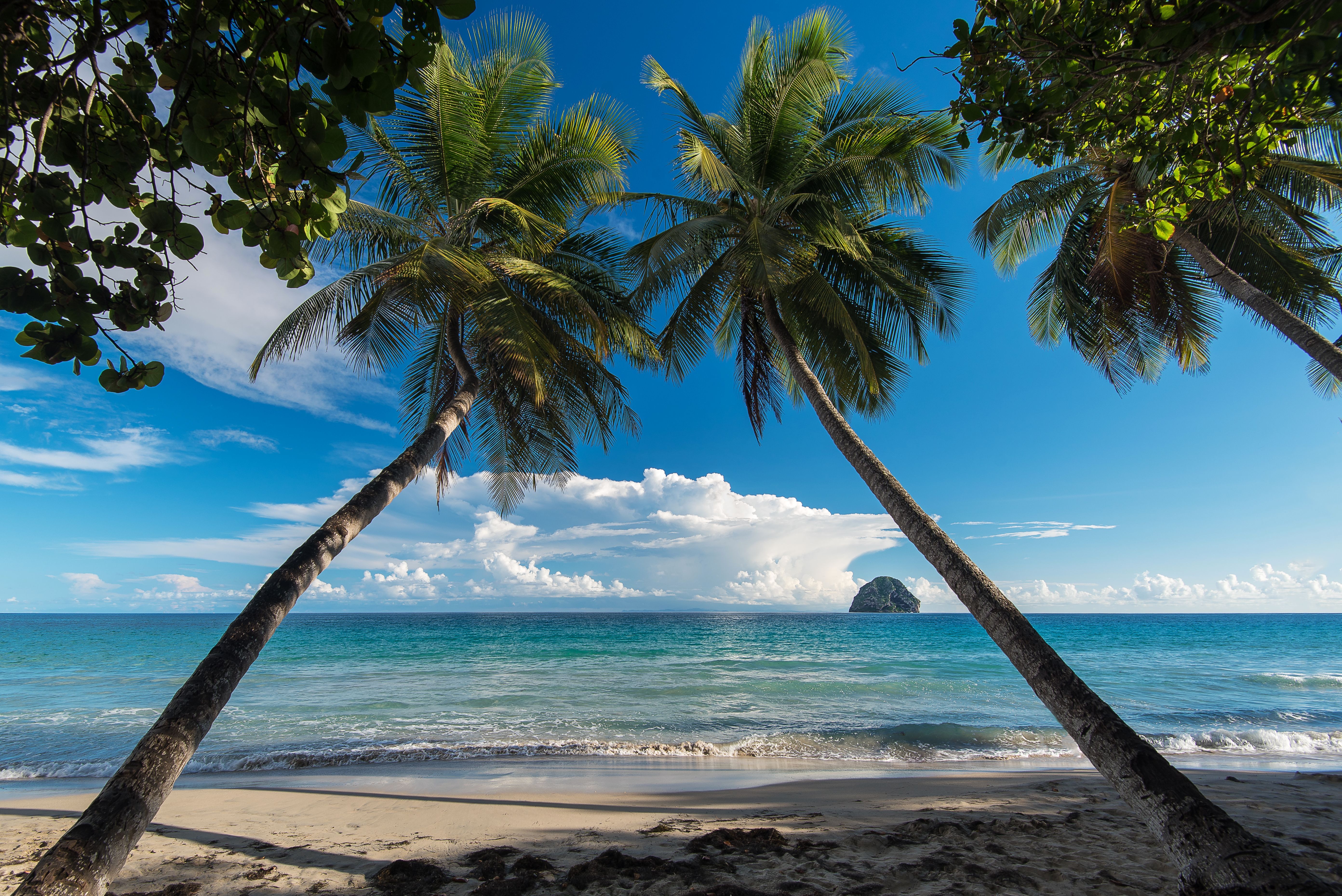 Palm-trees-martinique