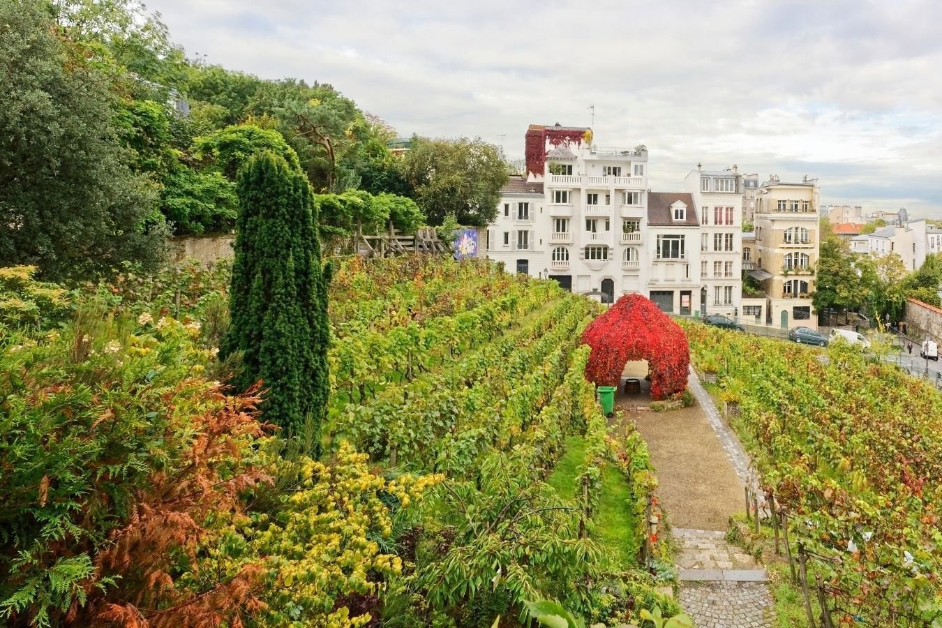 モンマルトルのブドウ畑