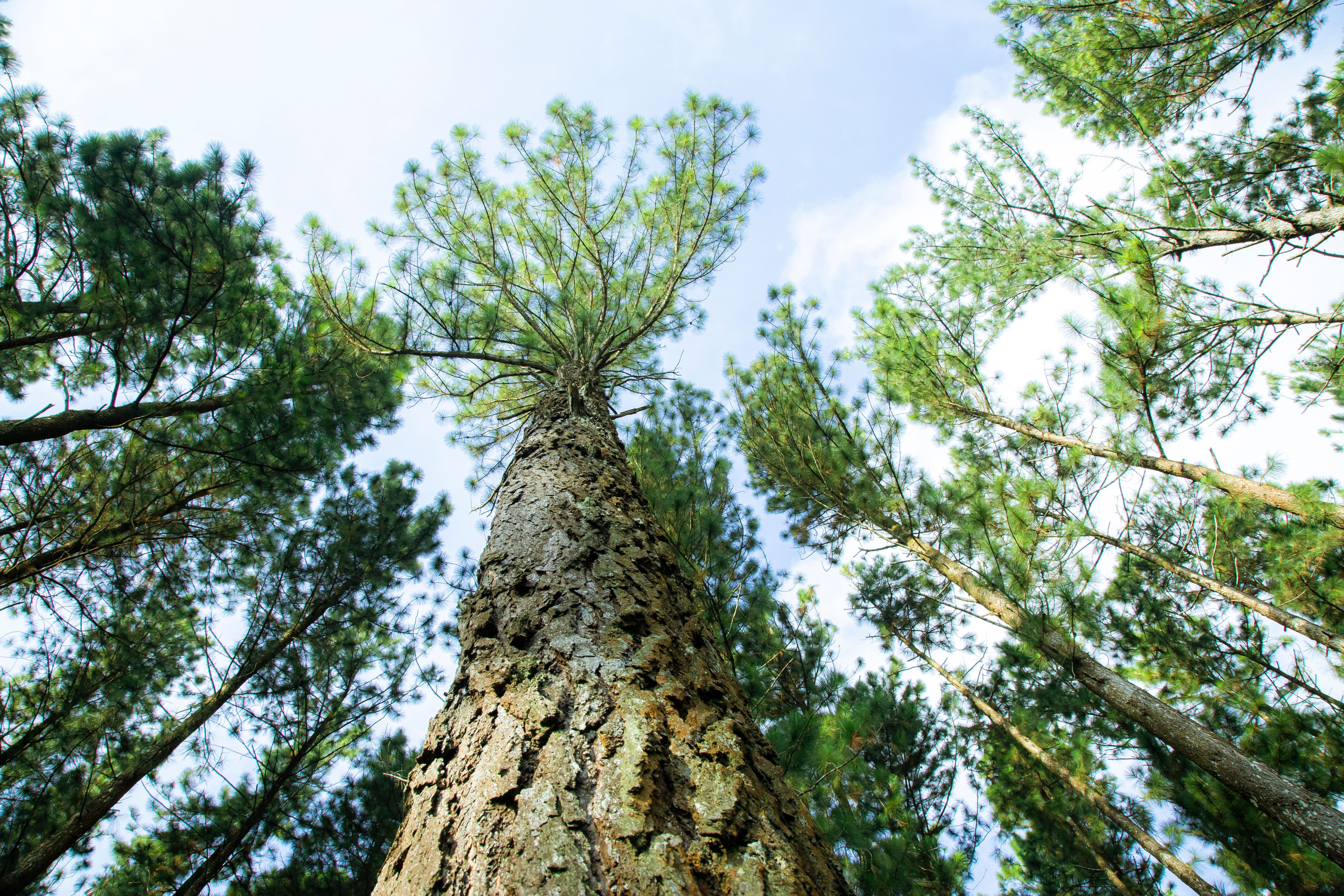 Aiton forest, Corsica