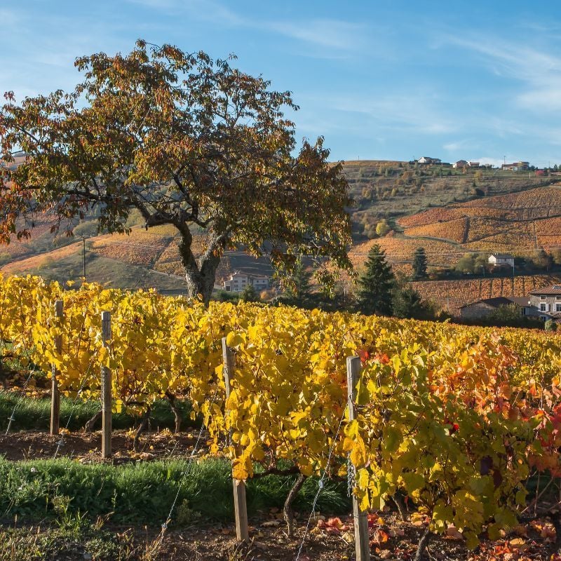 Vinmarkerne i Beaujolais