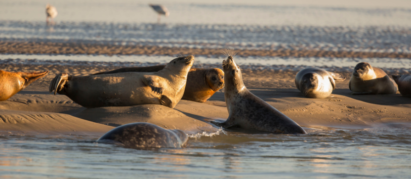Phoques en baie de Somme, dans les Hauts-de-France