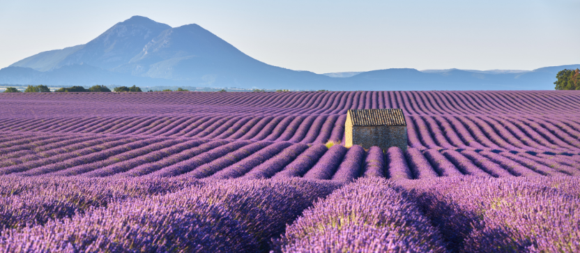 Plateau de Valensole, dans les Alpes du Sud.