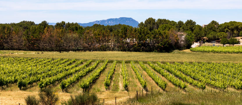 Vignobles du Pic Saint-Loup, près de Montpellier. 