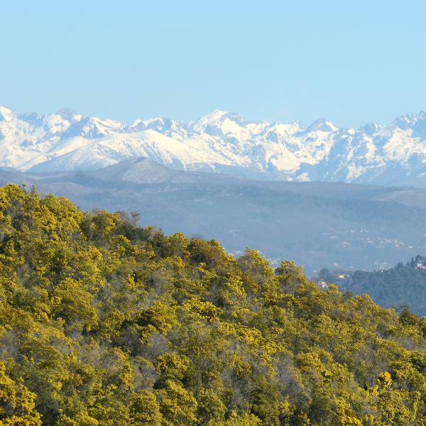 Bosque de mimosas de Tanneron