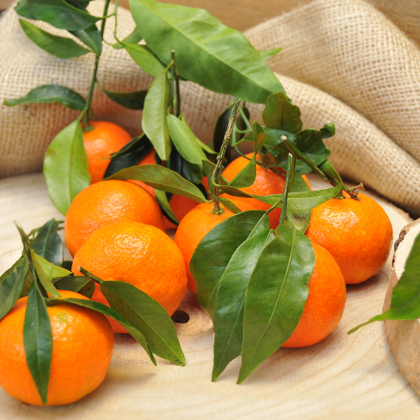 Clementinas de Córcega.