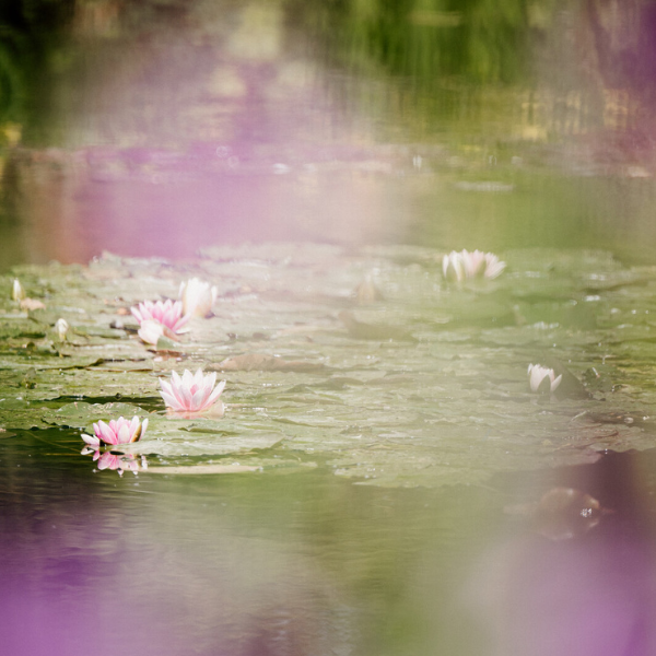 Nenúfares en Giverny, Normandía.