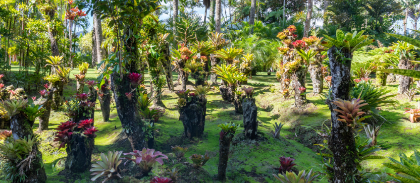 Jardin botanique de Balata, en Martinique.