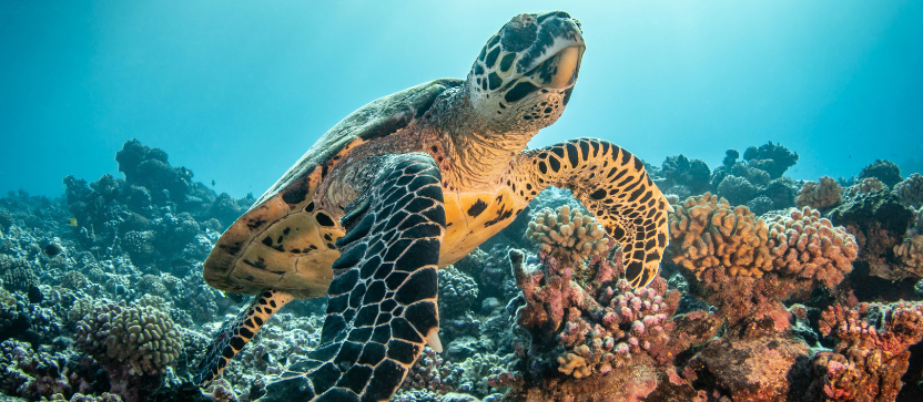Atoll de Rangiroa des îles Tuamotu.