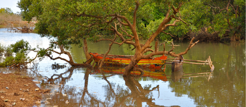 Mangrove de Mayotte. 