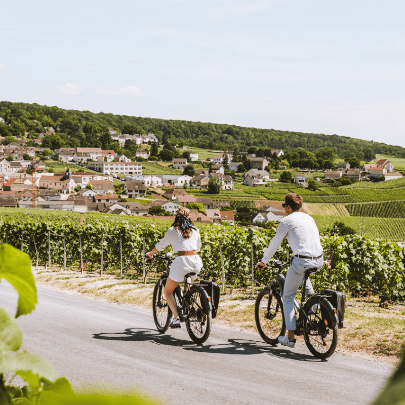 Vignoble de Champagne autour d'Epernay.