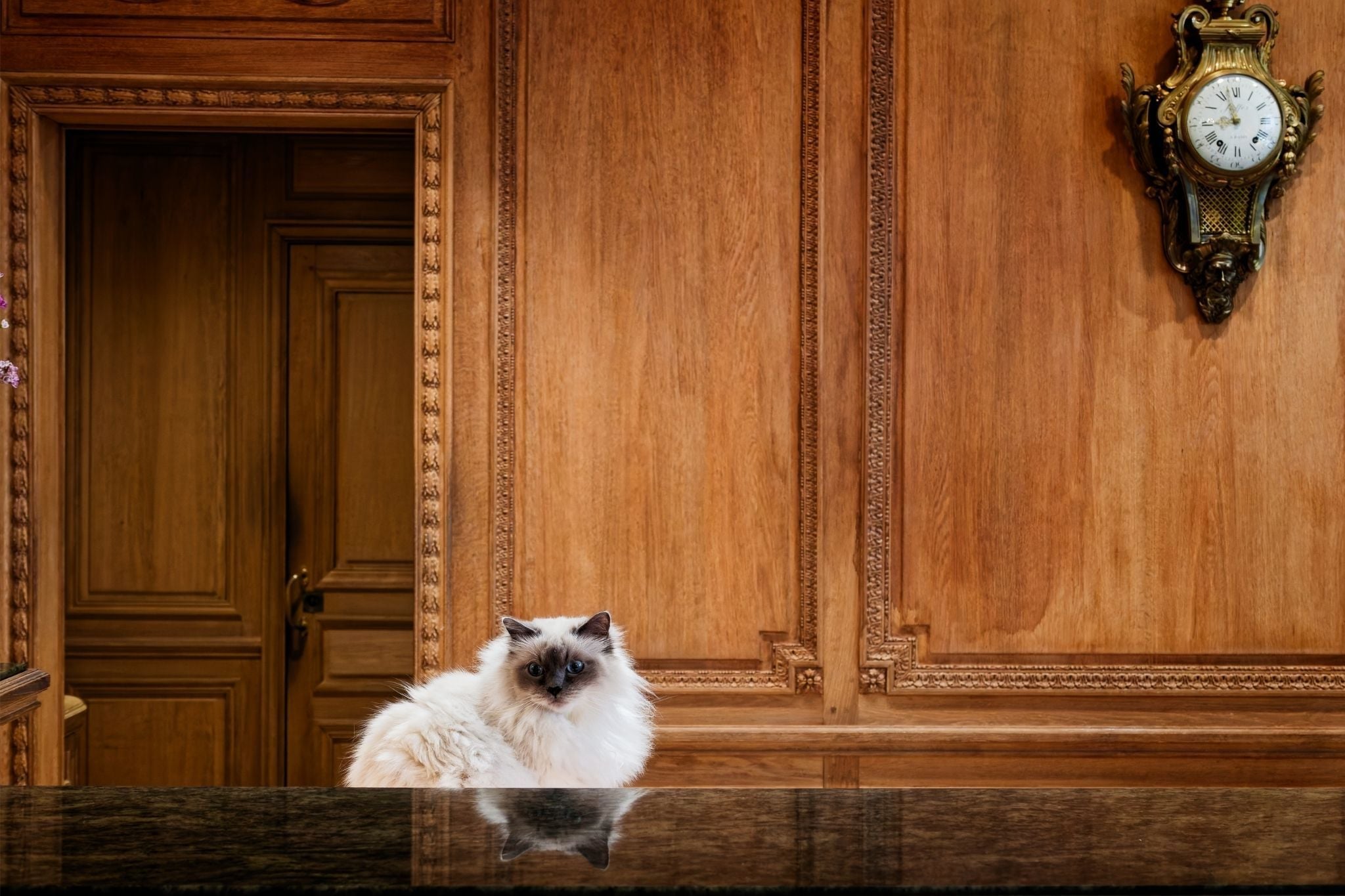 Socrate, la mascotte du Bristol Paris.