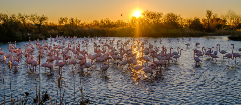 La Camarga, en provenza.