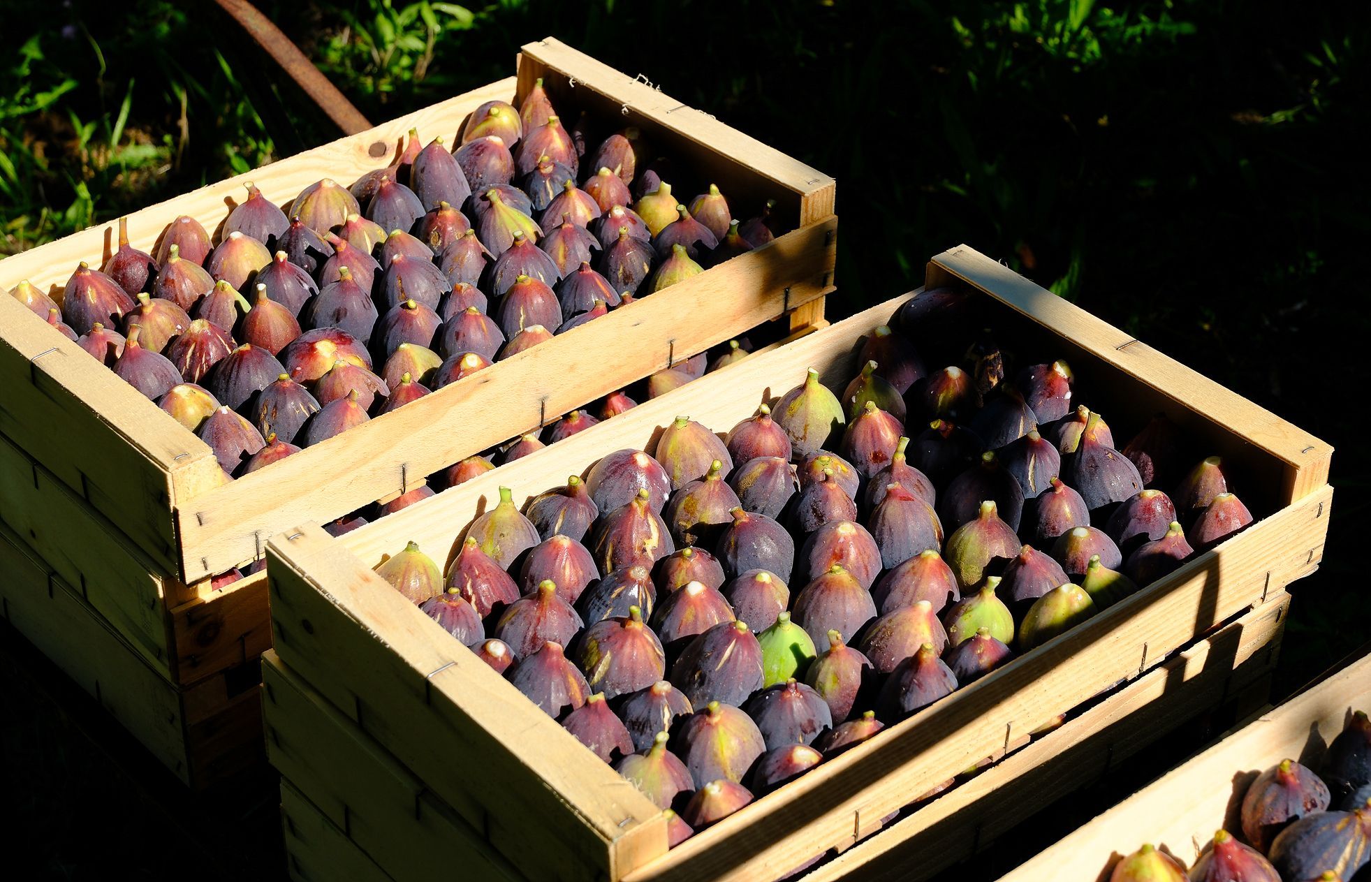 도맨 드 라 코레