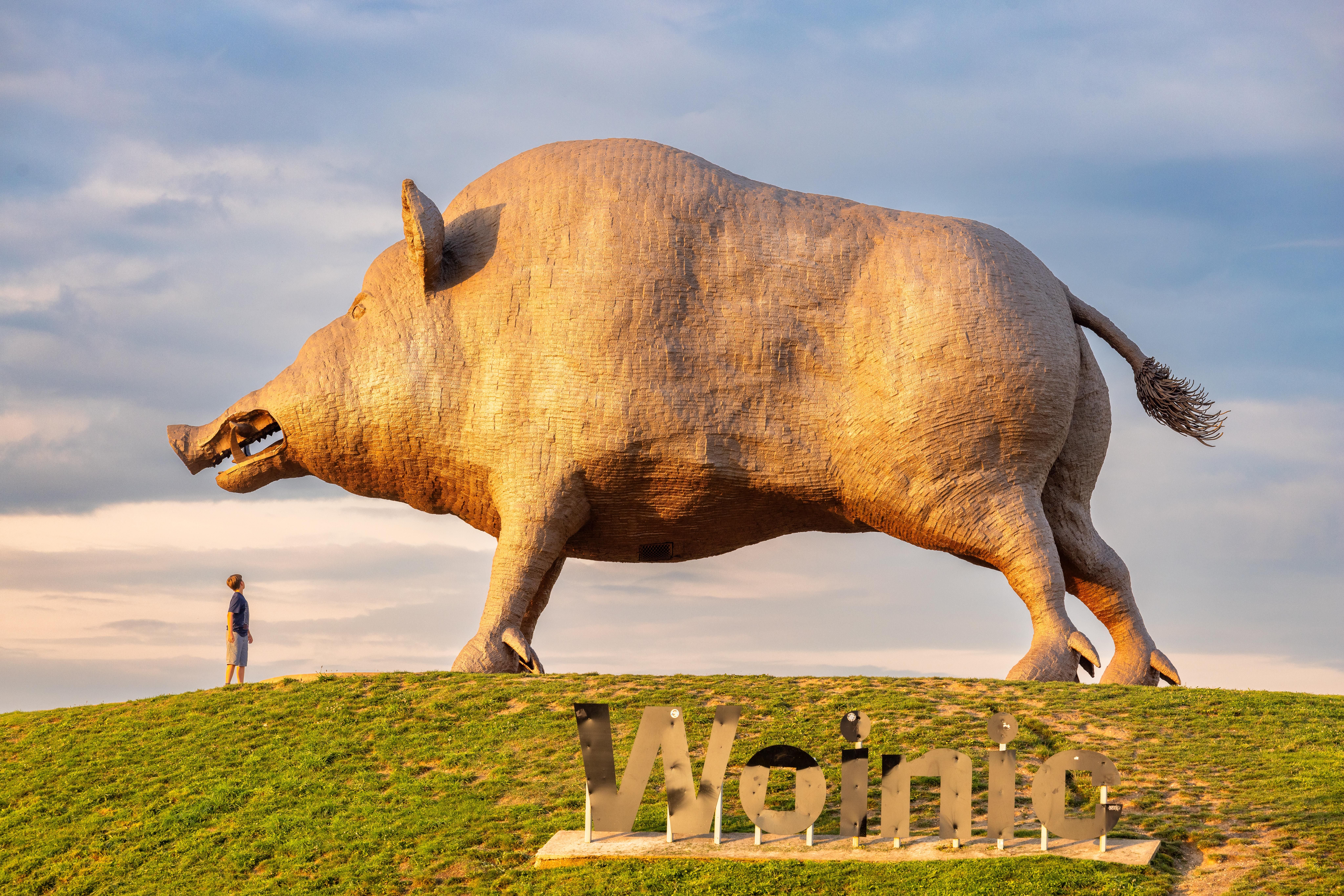 Woinic, het beroemdste everzwijn van de Franse Ardennen.