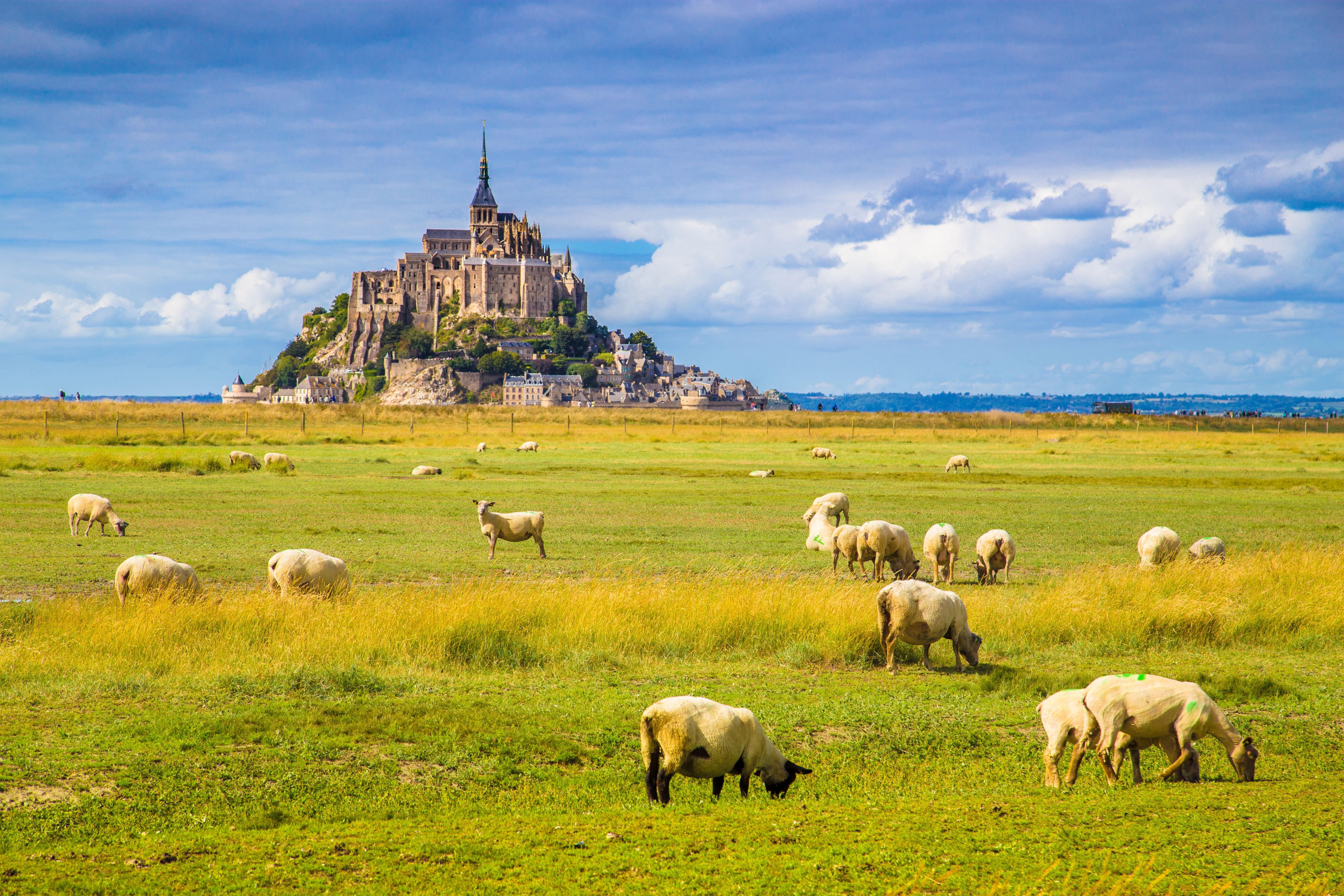 Le Mont Saint-Michel with sheep grazing on green meadows in summer, Normandy