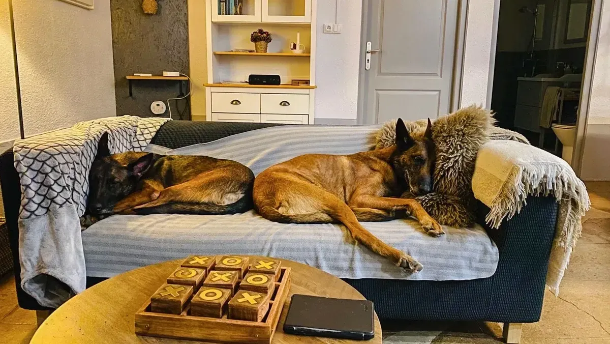 La maravillosa vida de los perros en la casa rural Tartasse