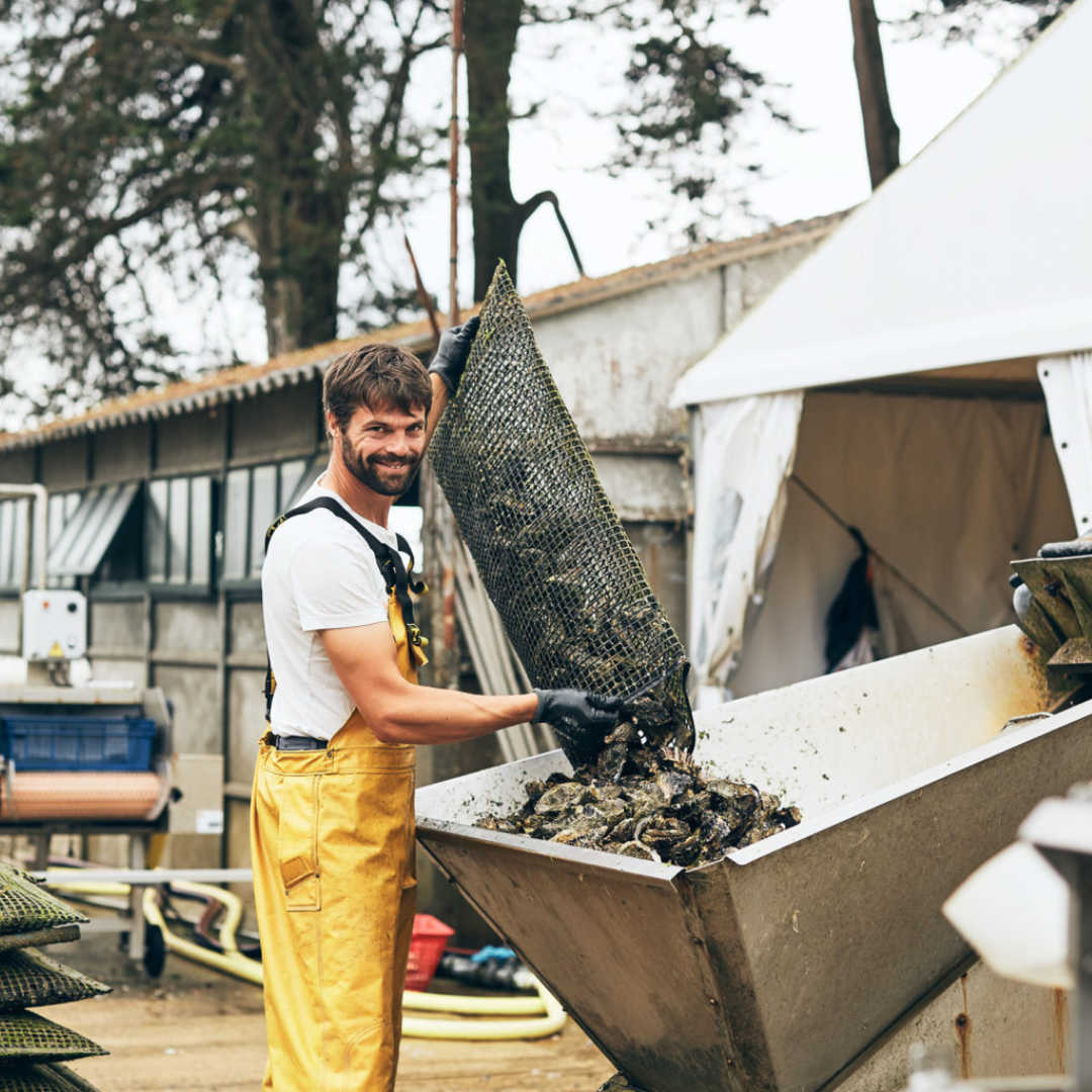 En lokal østersfarm på Île aux Moines, Golfe du Morbihan