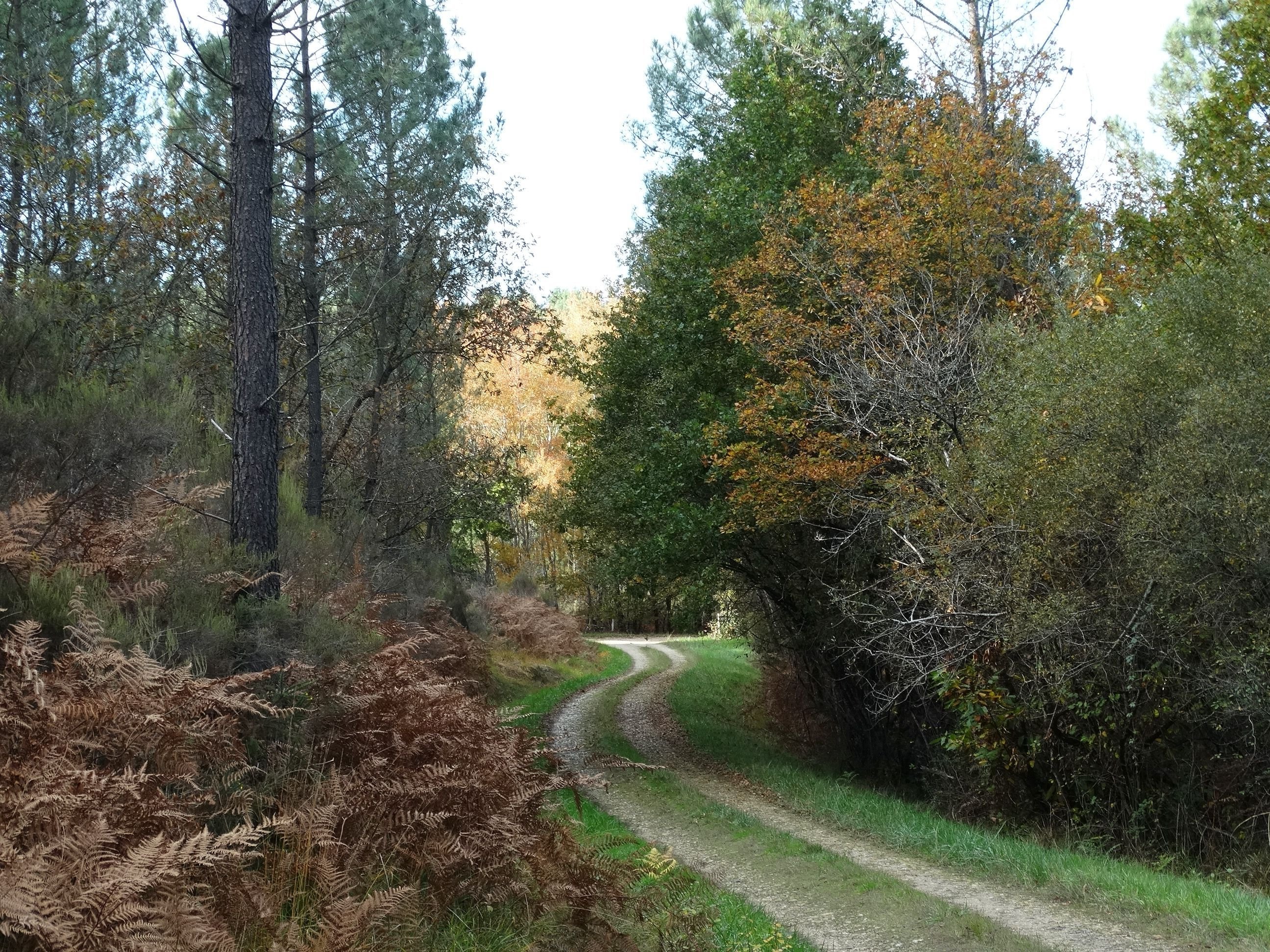 Forest De La Double in South of Dordogne