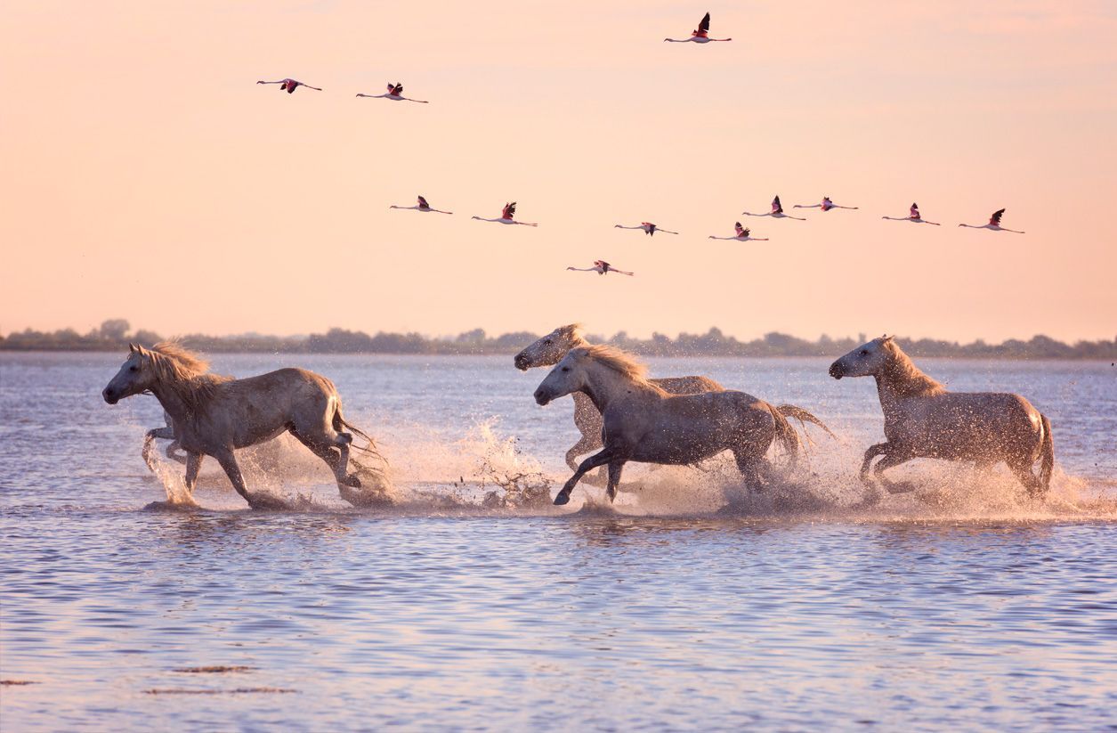 Caballos y flamencos en el parque regional de la Camarga, en Provenza.