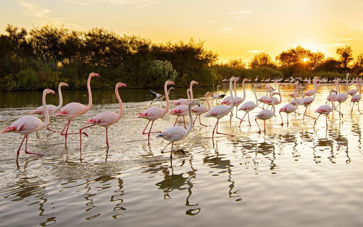 Flamencos en la Camarga, en la Provenza.