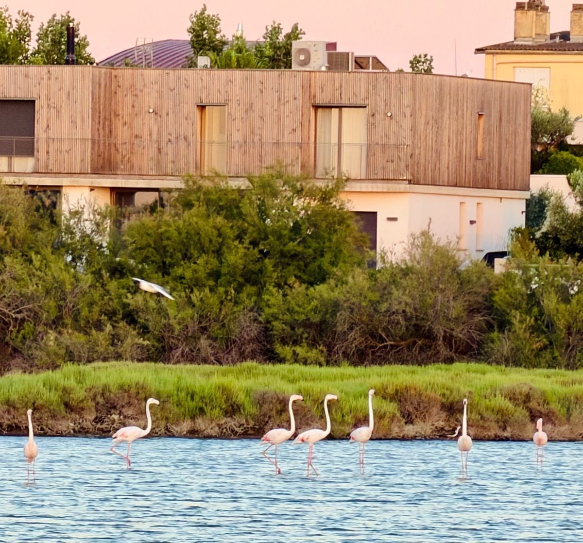 Flamingoer i vådområderne i Palavas-les-Flots