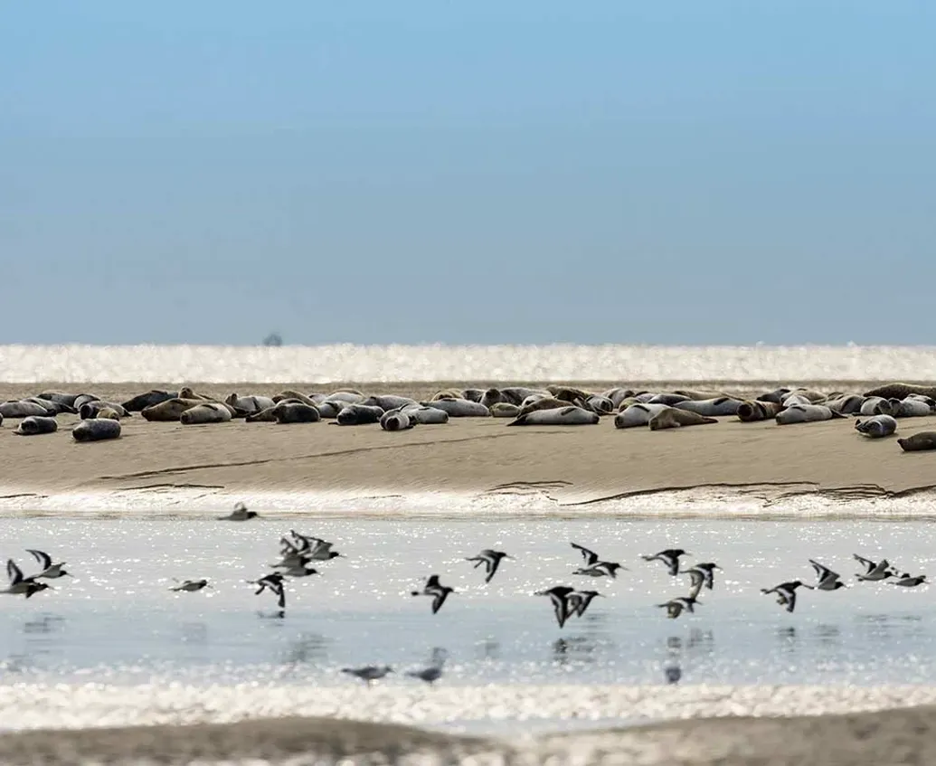 Les phoques de la Bais de Somme.