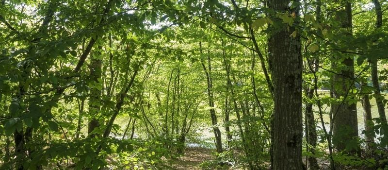 French forests to explore in all the regions of France