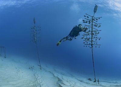 Dive the coral reefs of the French islands with Alexis Rosenfeld ...