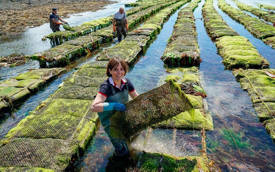 Ostricultura en el golfo de Morbihan, en Bretaña.