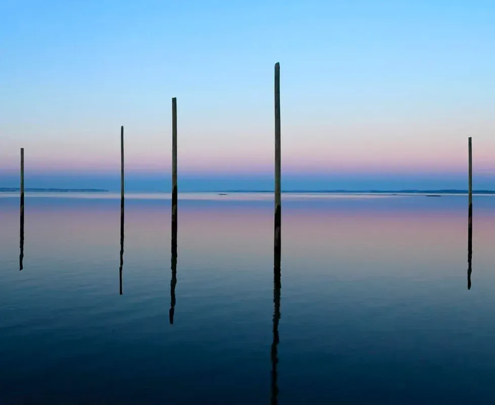 Les célèbres pignots du Bassin d'Arcachon.