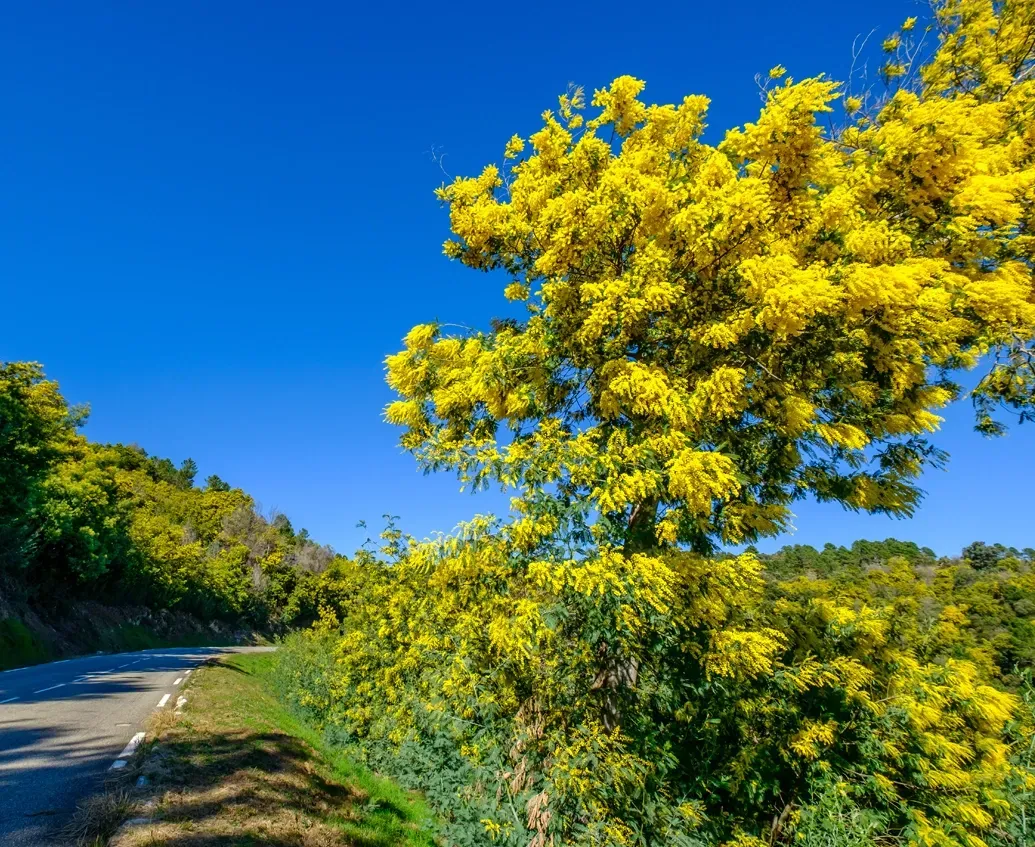 Ruta de la Mimosa