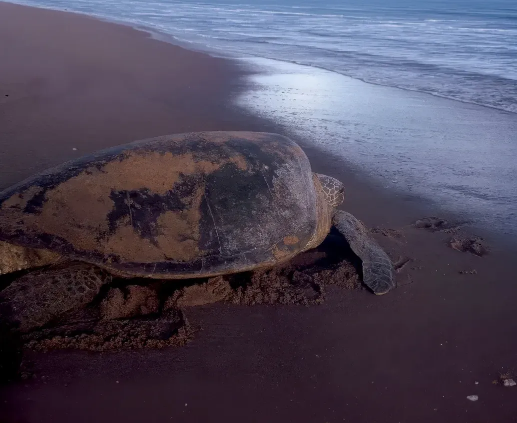 Uma tartaruga que vai desovar em Awala-Yalimapo, um dos dois sítios principais de observação de tartarugas na Guiana. 