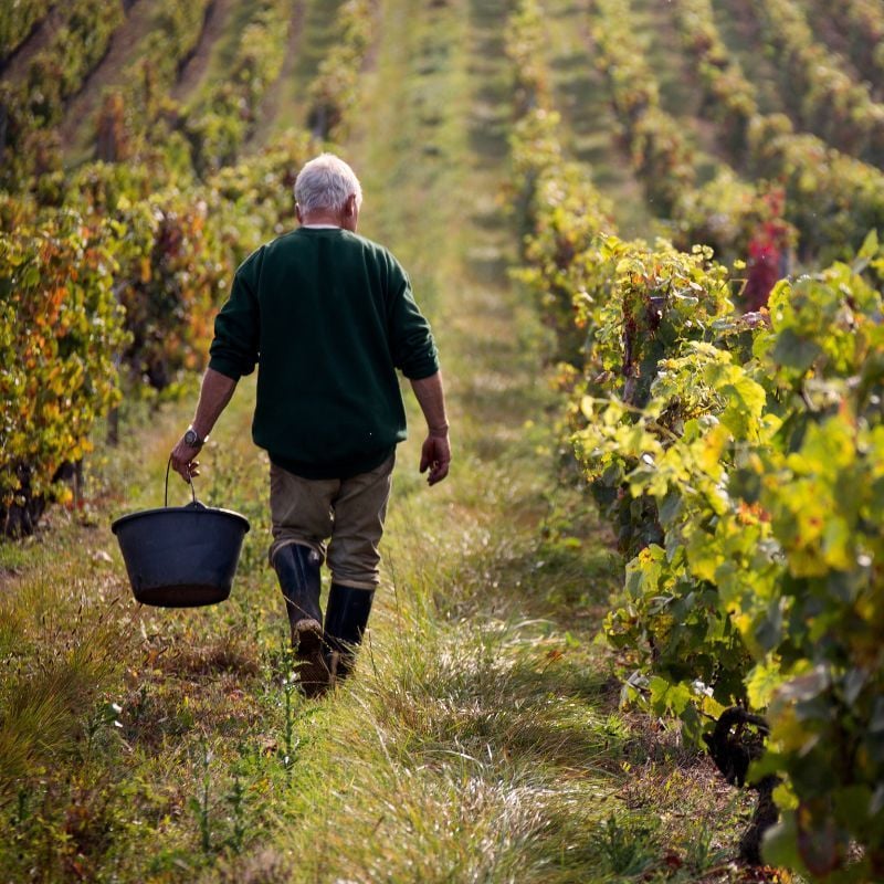 Vinhøst i Beaujolais