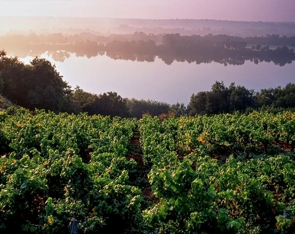 Vignobles sur les bords de la Loire.